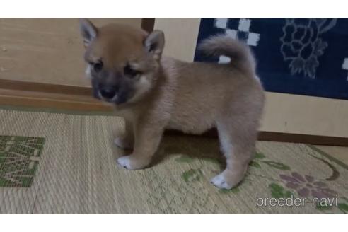 成約済の佐賀県の豆柴-145393の1枚目