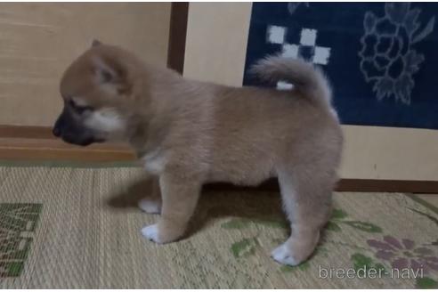 成約済の佐賀県の豆柴-145393の2枚目