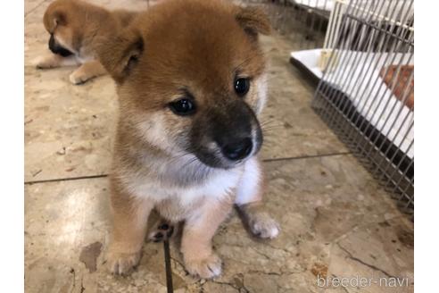 成約済の愛知県の柴犬-142801の1枚目