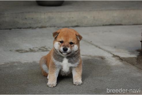 成約済の埼玉県の柴犬-145397の3枚目