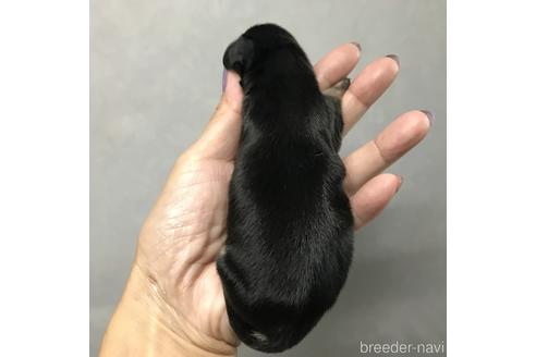 成約済の宮崎県のミニチュアダックスフンド(ロングヘアード)-144351の3枚目