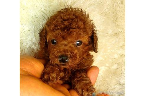 成約済の茨城県のタイニープードル-145412の1枚目