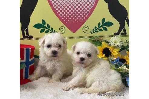 成約済の栃木県のマルチーズ-145423の1枚目