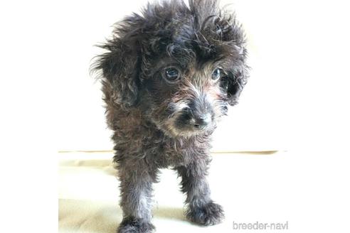 成約済の茨城県のミックス犬-140165の2枚目