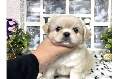 成約済の京都府のミックス犬-145448