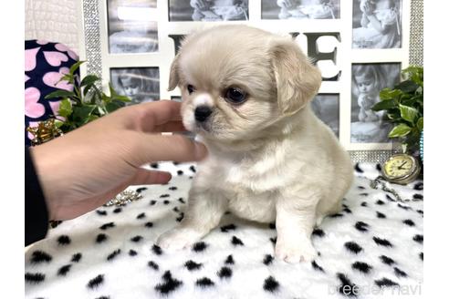 成約済の京都府のミックス犬-145448の5枚目