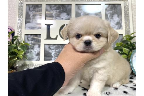 成約済の京都府のミックス犬-145448の4枚目
