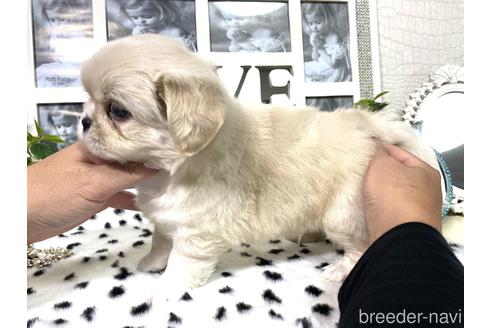 成約済の京都府のミックス犬-145448の3枚目