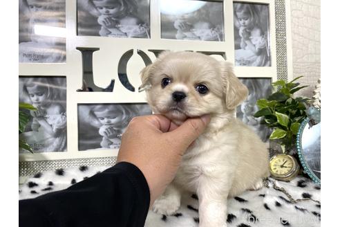 成約済の京都府のミックス犬-145448の2枚目