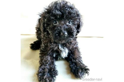 成約済の茨城県のミックス犬-140153の5枚目