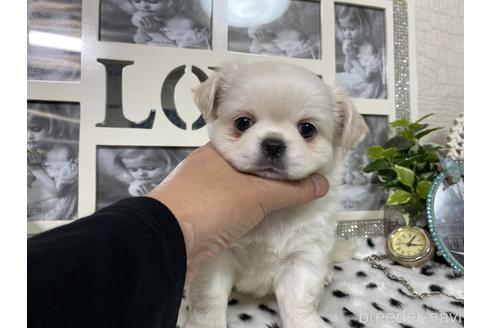 成約済の京都府のミックス犬-145450の6枚目