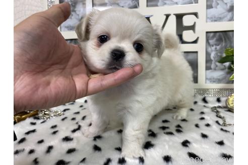 成約済の京都府のミックス犬-145450