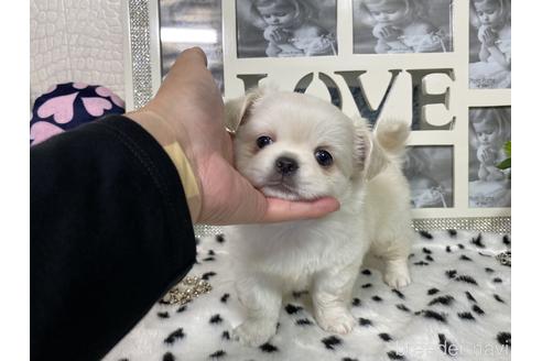成約済の京都府のミックス犬-145450の3枚目