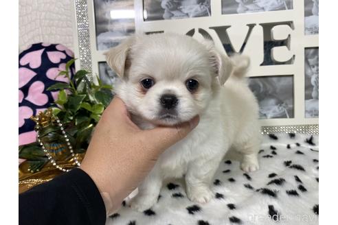 成約済の京都府のミックス犬-145450の2枚目
