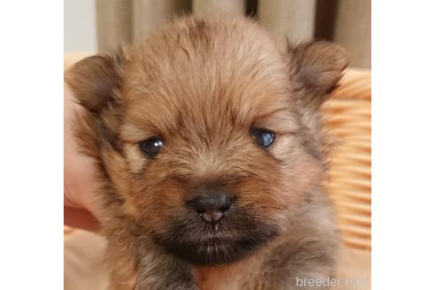 成約済の愛知県のポメラニアン-144735の1枚目