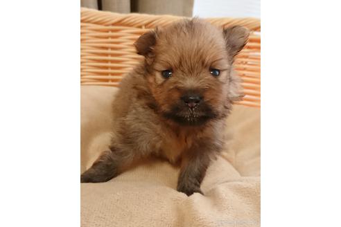 成約済の愛知県のポメラニアン-144735の4枚目