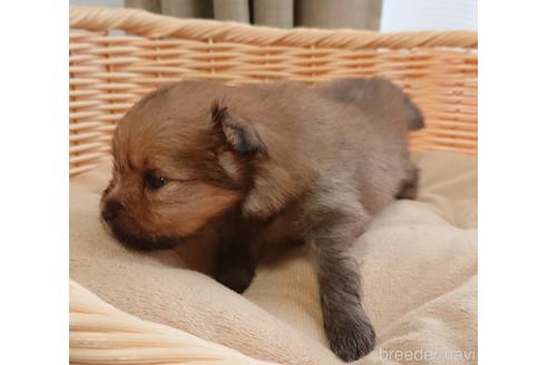 成約済の愛知県のポメラニアン-144735の3枚目