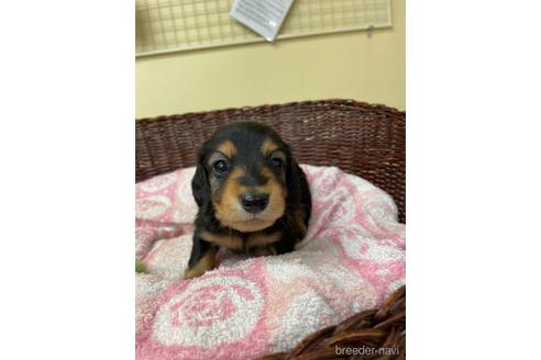 成約済の愛知県のミニチュアダックスフンド(ロングヘアード)-145471の1枚目
