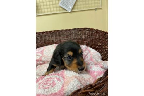 成約済の愛知県のミニチュアダックスフンド(ロングヘアード)-145471の2枚目