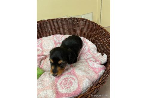 成約済の愛知県のミニチュアダックスフンド(ロングヘアード)-145471の3枚目