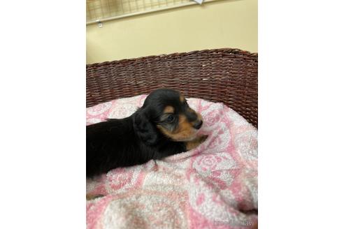 成約済の愛知県のミニチュアダックスフンド(ロングヘアード)-145471の4枚目