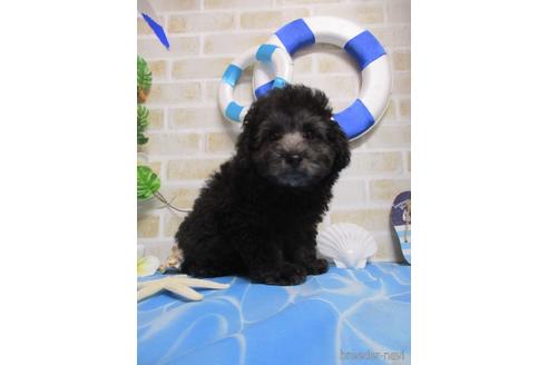 成約済の鳥取県のタイニープードル-138260