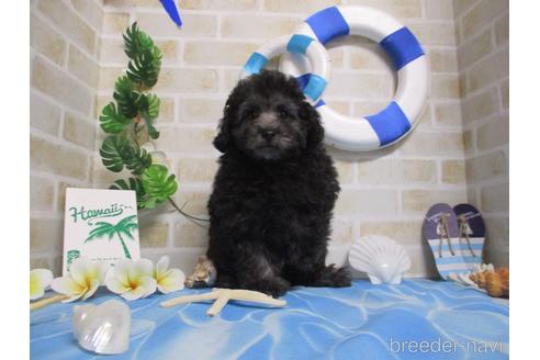 成約済の鳥取県のタイニープードル-138260の2枚目