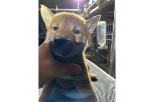 成約済の広島県の柴犬-145482の1枚目