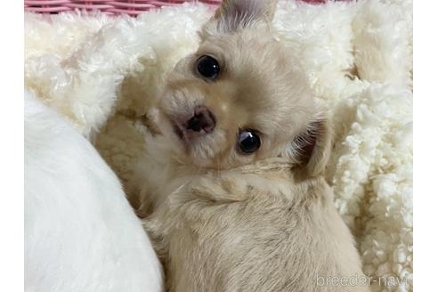 成約済の埼玉県のチワワ(ロングコート)-144168の18枚目