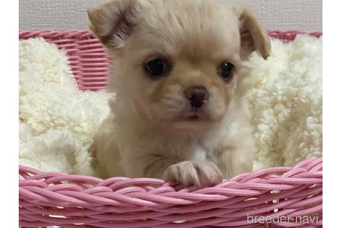成約済の埼玉県のチワワ(ロングコート)-144168の17枚目