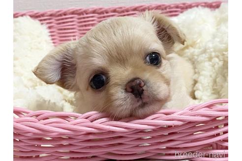 成約済の埼玉県のチワワ(ロングコート)-144168の16枚目