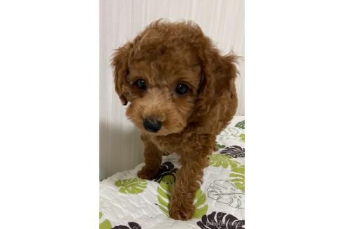成約済の岡山県のタイニープードル-139809の4枚目
