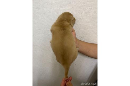 成約済の千葉県のミニチュアダックスフンド(ロングヘアード)-145490の2枚目