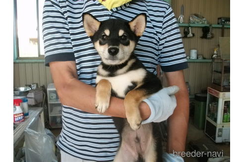 成約済の埼玉県の柴犬-138968の4枚目