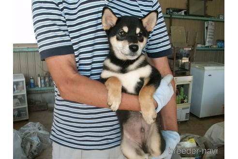 成約済の埼玉県の柴犬-138968の2枚目