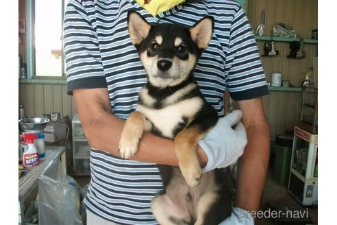 成約済の埼玉県の柴犬-138968