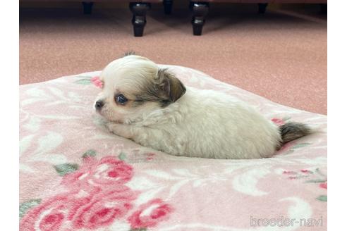 成約済の香川県のチワワ(ロングコート)-142895の4枚目