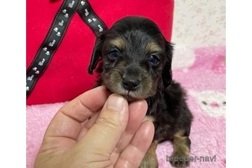 成約済の埼玉県のカニンヘンダックスフンド(ロングヘアード)-145551の12枚目