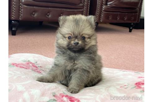 成約済の香川県のポメラニアン-141766の1枚目