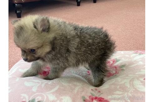 成約済の香川県のポメラニアン-141766の4枚目