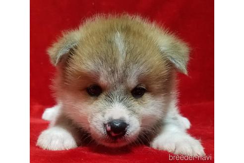 北海道の秋田犬 男の子 21 07 19生まれ 赤色 子犬id ブリーダーナビ