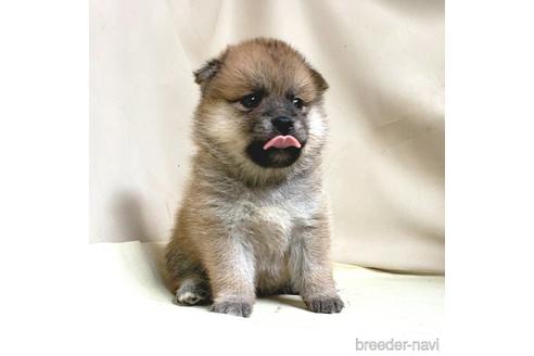 成約済の茨城県のミックス犬-145567の16枚目