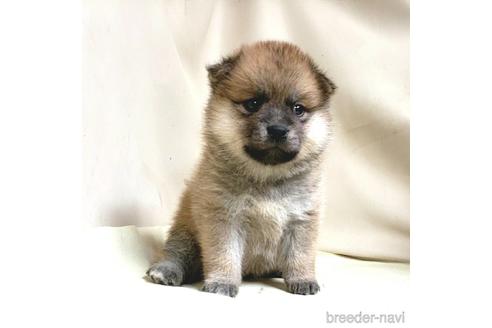 成約済の茨城県のミックス犬-145567の15枚目