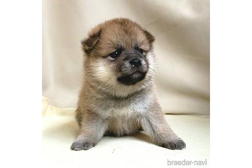 成約済の茨城県のミックス犬-145567の14枚目