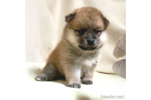 成約済の茨城県のミックス犬-145567の13枚目