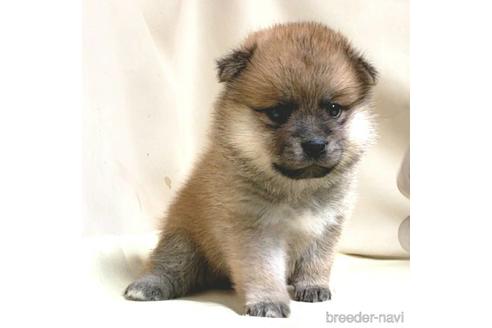 成約済の茨城県のミックス犬-145567の12枚目