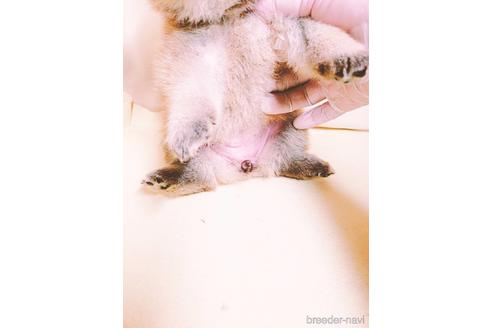 成約済の茨城県のミックス犬-145567の11枚目