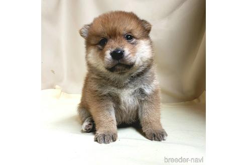 成約済の茨城県のミックス犬-145568の6枚目