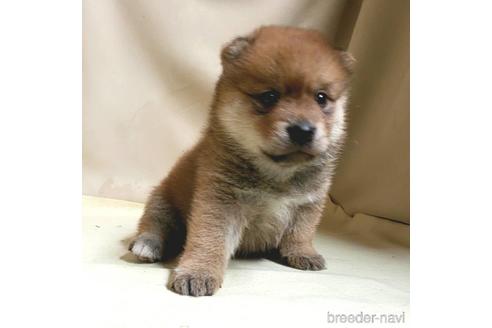 成約済の茨城県のミックス犬-145568の5枚目