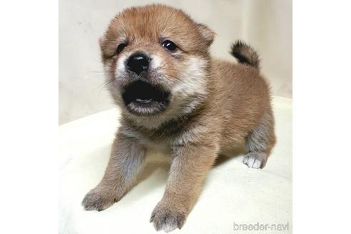 成約済の茨城県のミックス犬-145568の4枚目